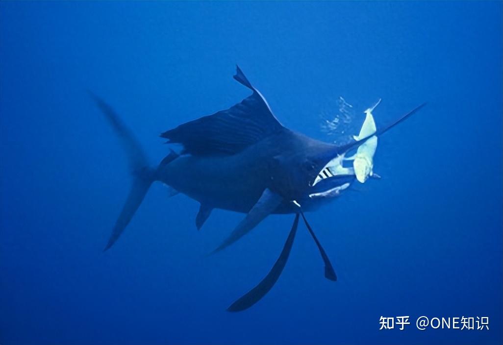 旗鱼的成长：从小如指甲盖到海中巨物的奇变！ - 知乎