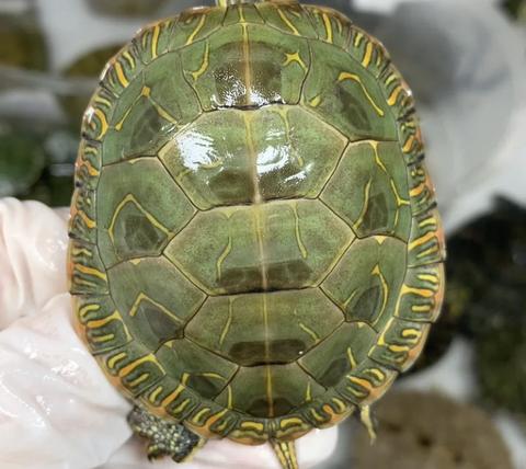 今天给大家介绍一个小型龟种: 东锦 东部锦龟 俗称