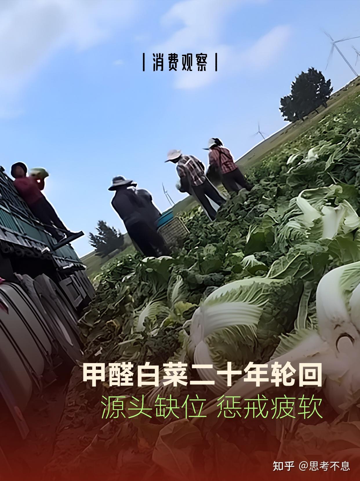 甲醛白菜屡禁不止:二十年食安困局,我们为何走不出死循环 - 知乎