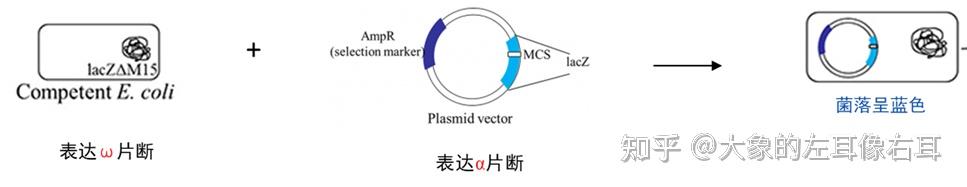 从大肠杆菌基因型理解蓝白斑筛选的原理 - 知乎