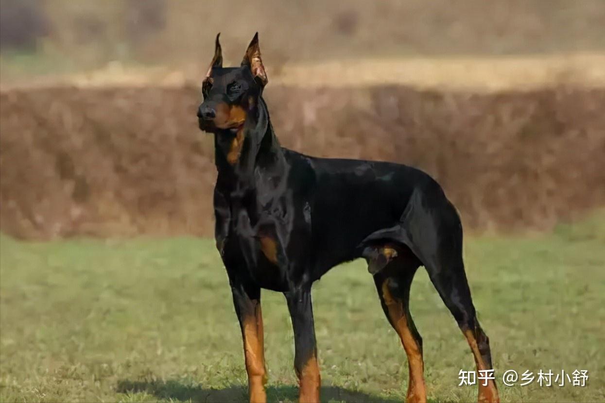 世界上被明令禁养的6大最凶猛的犬种,见到躲远点!保护好生命 - 知乎