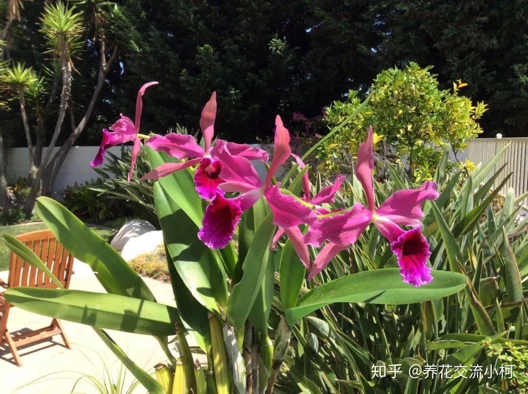 被称为“兰之王后”、“洋兰之王”的卡特兰，它真的不难养 - 知乎