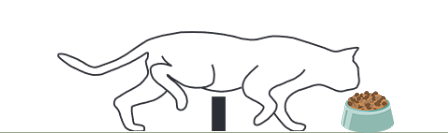 猫咪为什么会踩着前面的脚印走路？