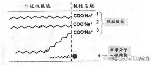 25吉林大学947食品考研 | 五月必背知识点总结 - 知乎