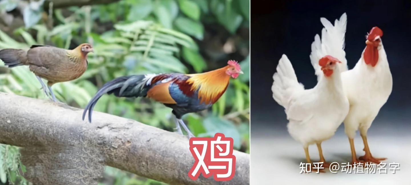 我国明确的33类禽畜是哪些,99图带你了解它们 - 知乎
