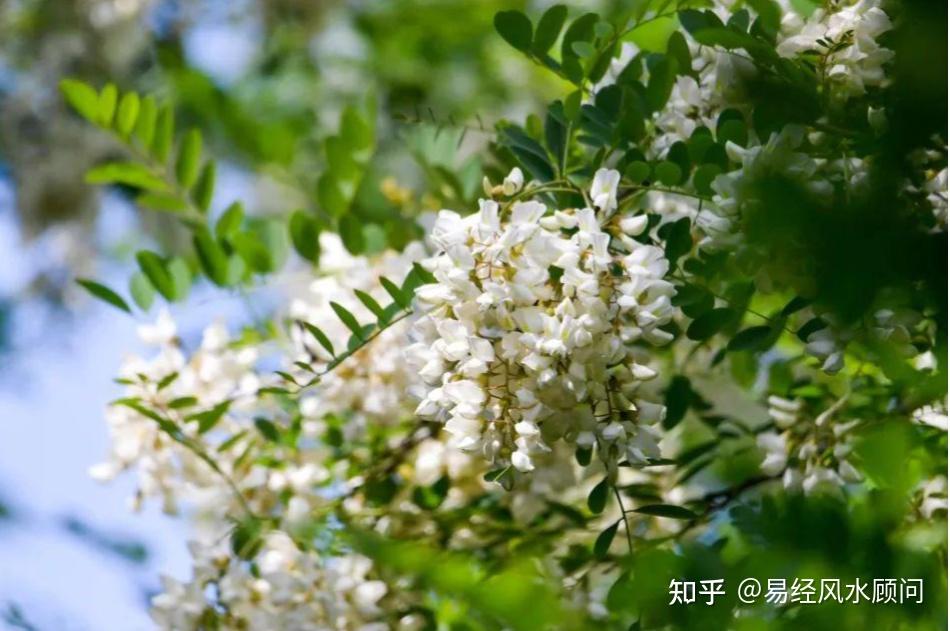 阴树为什么不能进家门?阴树是指哪些呢? - 知乎