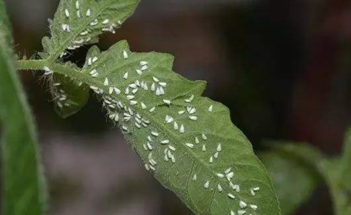 養花的4種蟲害(養花的4種蟲害圖片)怎樣保證養花蟲害能徹底死掉 第26