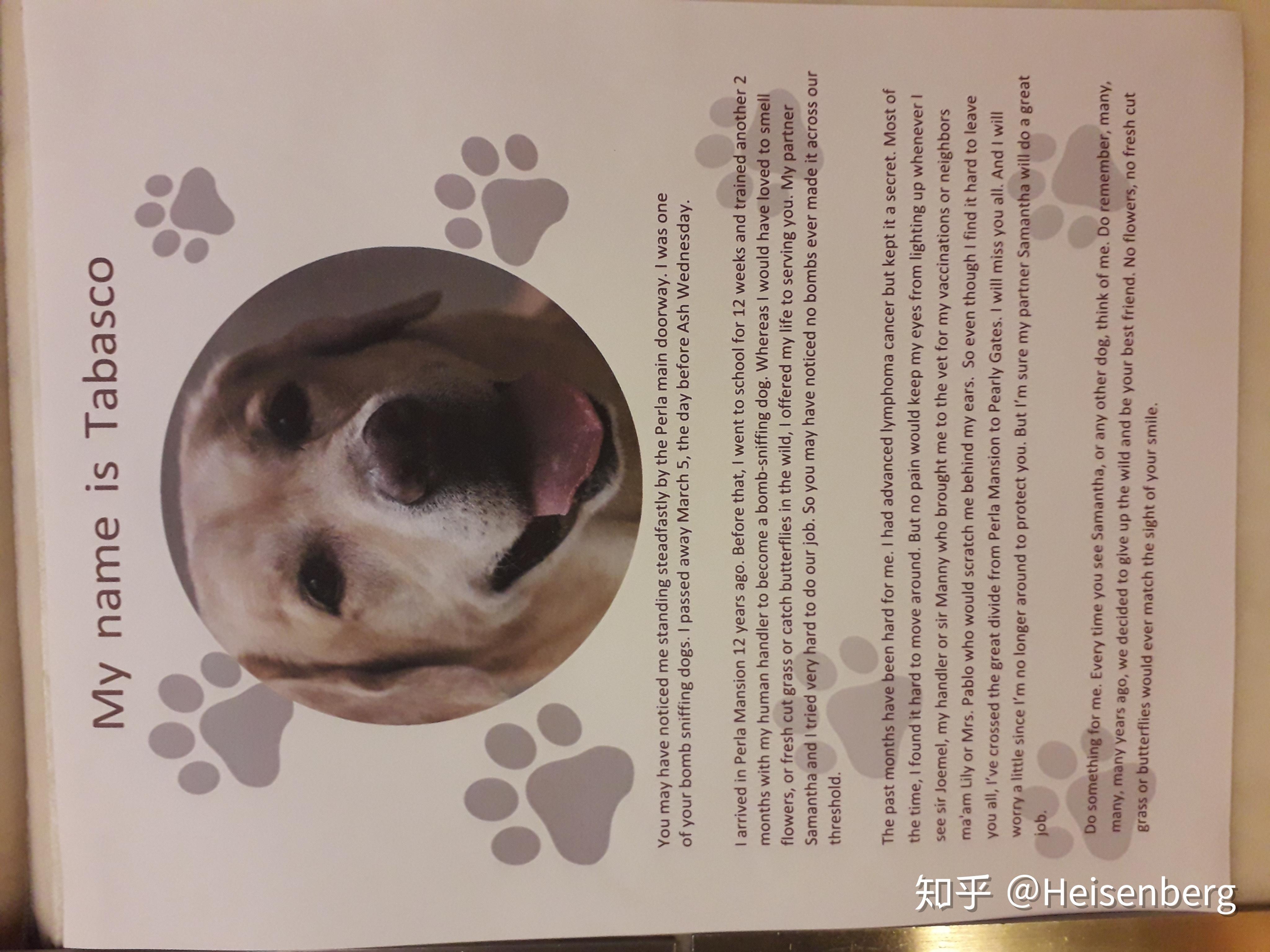 怎样为去世狗狗超度-高龄狗狗临终前的迹象