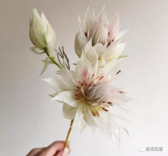 花束配材篇 教你打造独一无二的高颜值花束 一 知乎