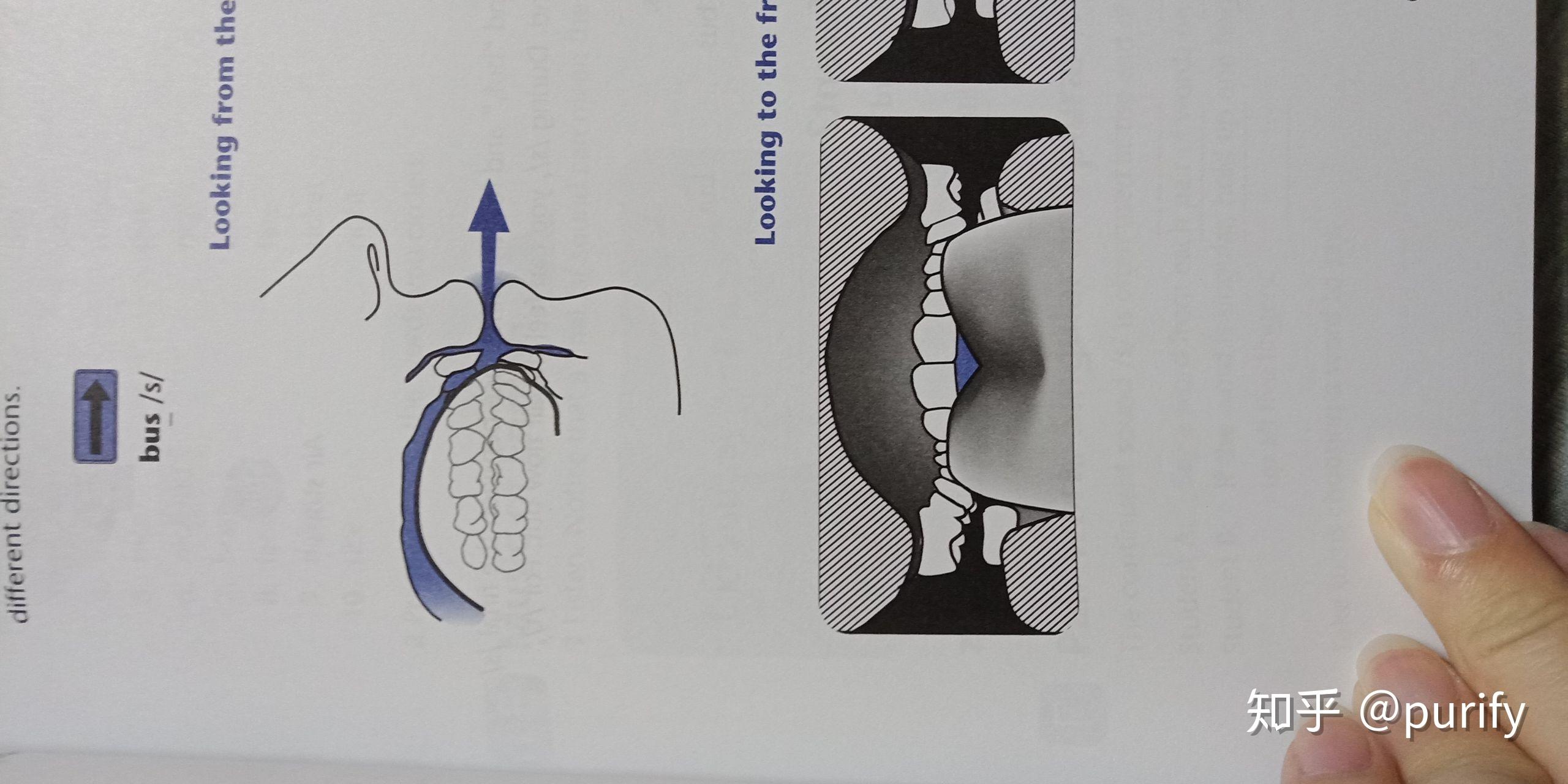 英语的/s/的发音舌位是舌尖靠近下齿背,上下齿之间还是上齿背,上齿龈