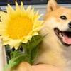 静静