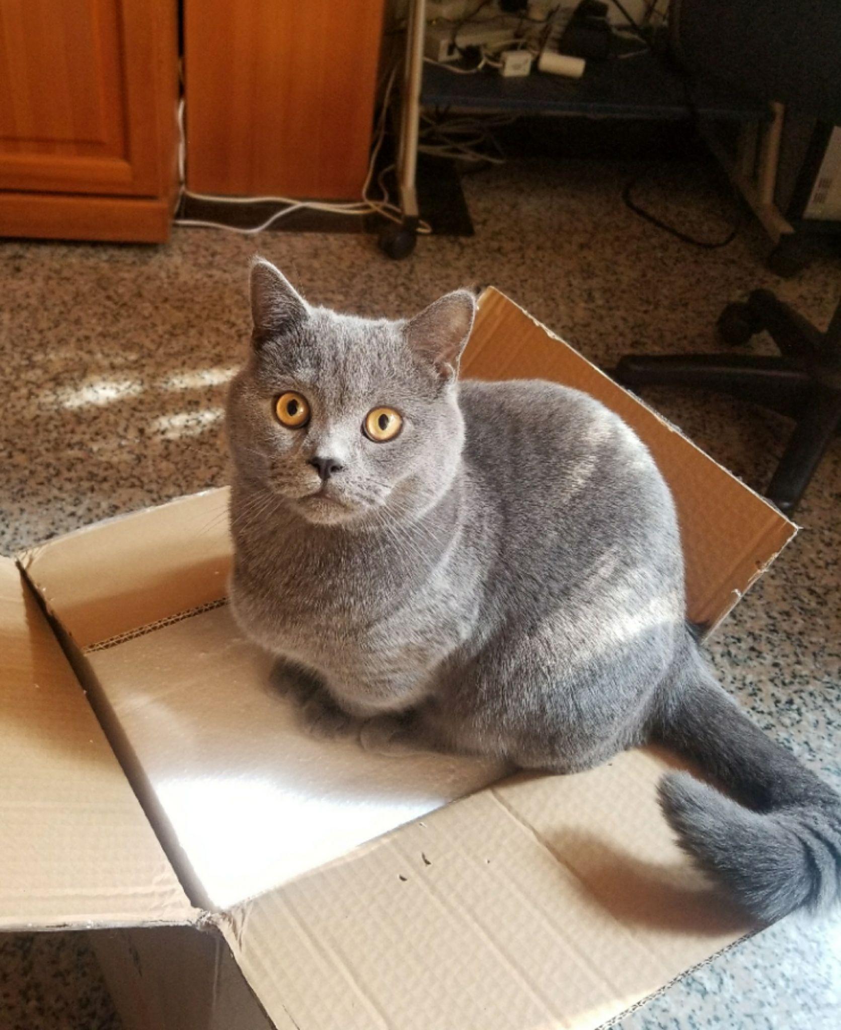 买家说是矮脚蓝猫,价格5800.