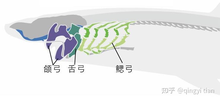 脊骨虫动漫图片