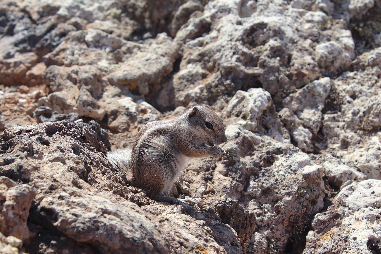 3. 石啃村出行方式