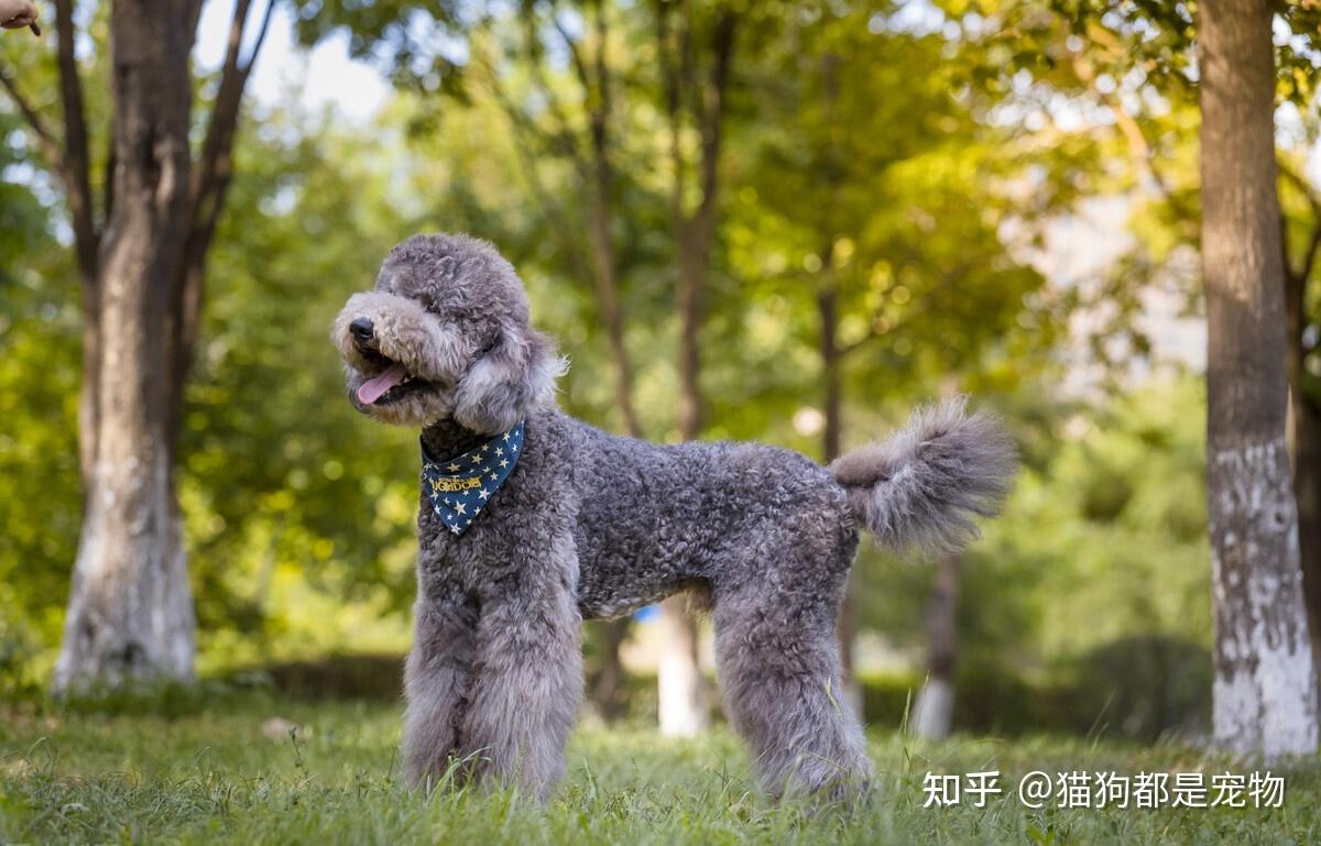 养一只“巨型贵宾犬”有多好?只有养过的人才懂 - 知乎