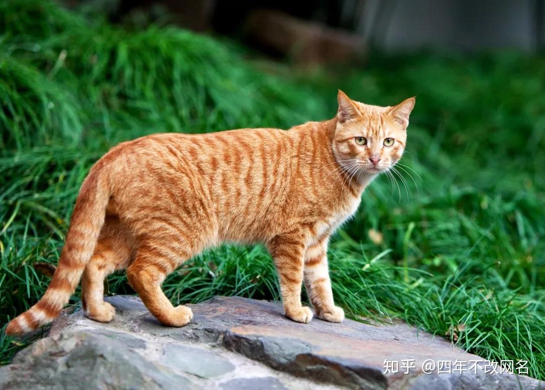 花猫 知乎 - 我家的这个，不是狸花猫！ ミネラルウォーター