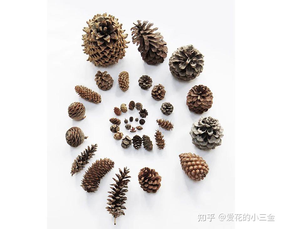 松果:有故事的百变果实 - 知乎
