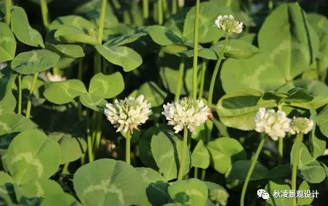 干货推荐 最全水生植物品种及习性 知乎