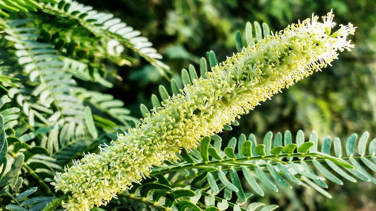 2. 保健功效显著