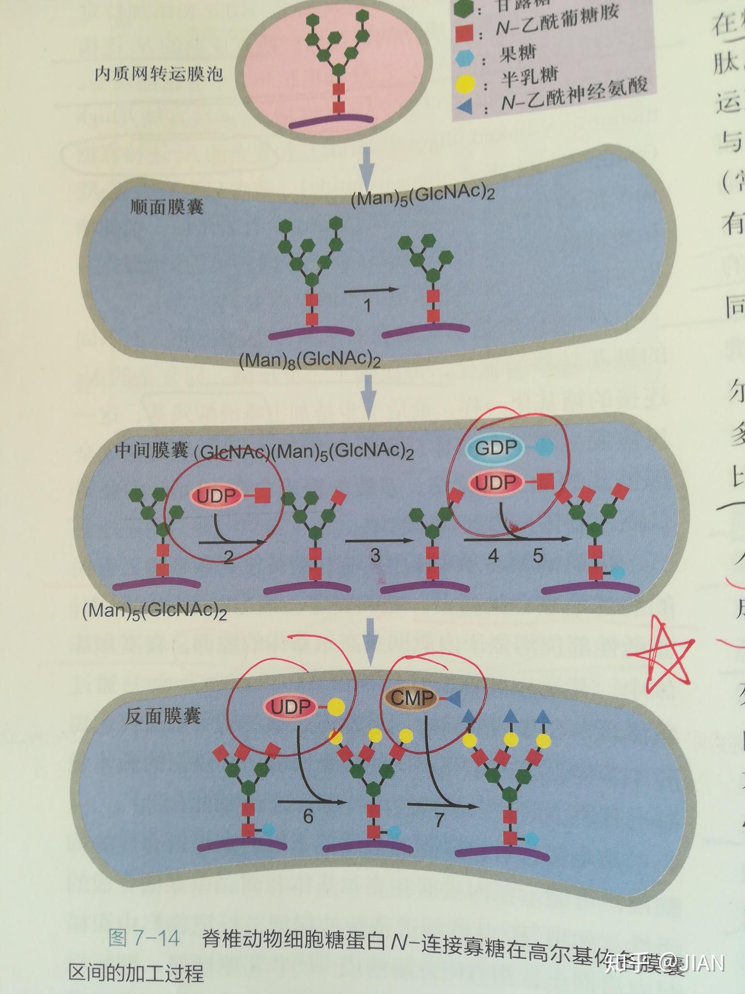 高爾基體和內質網到底對蛋白質做了些什麼