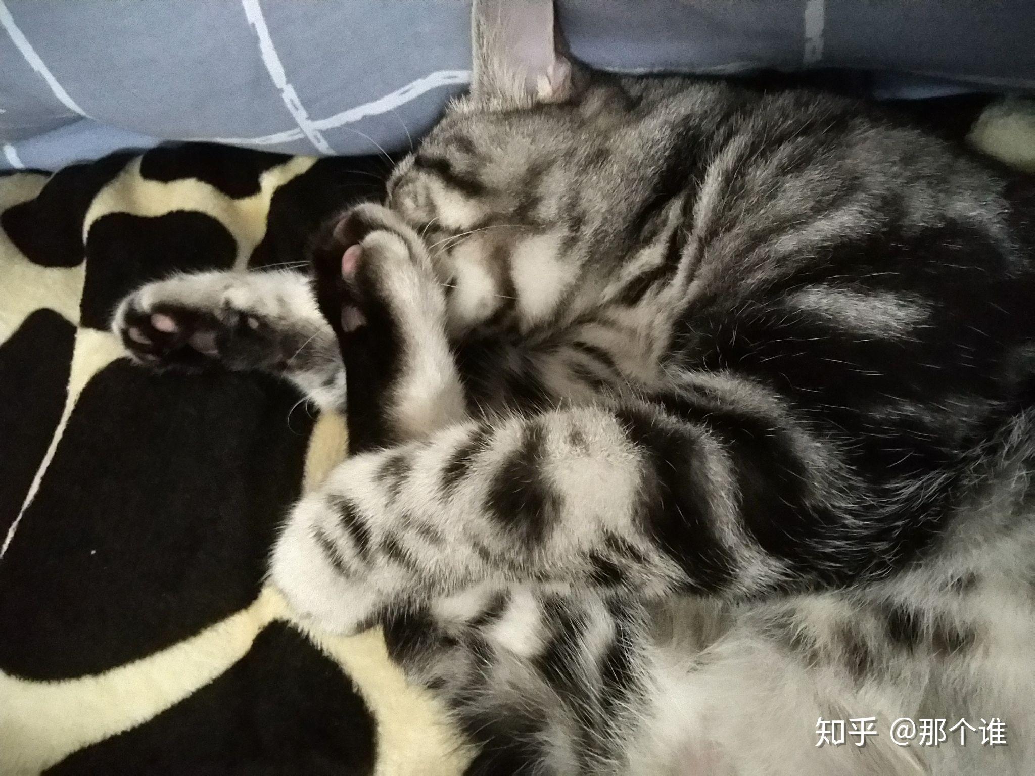 如何让猫起鸡皮疙瘩图片(为什么看到猫会起鸡皮疙瘩) 如何让猫起鸡皮疙瘩图片(为什么看到猫会起鸡皮疙瘩)