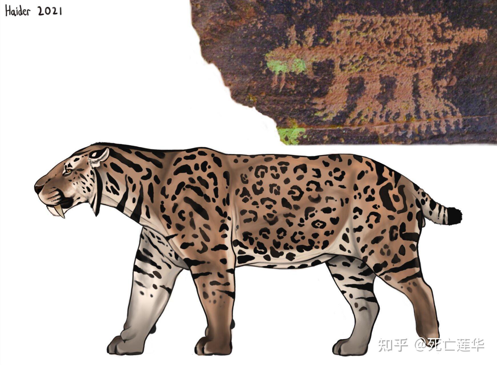 毁灭刃齿虎(smilodon populator)有不有猫科动物常见的斑纹? - 知乎