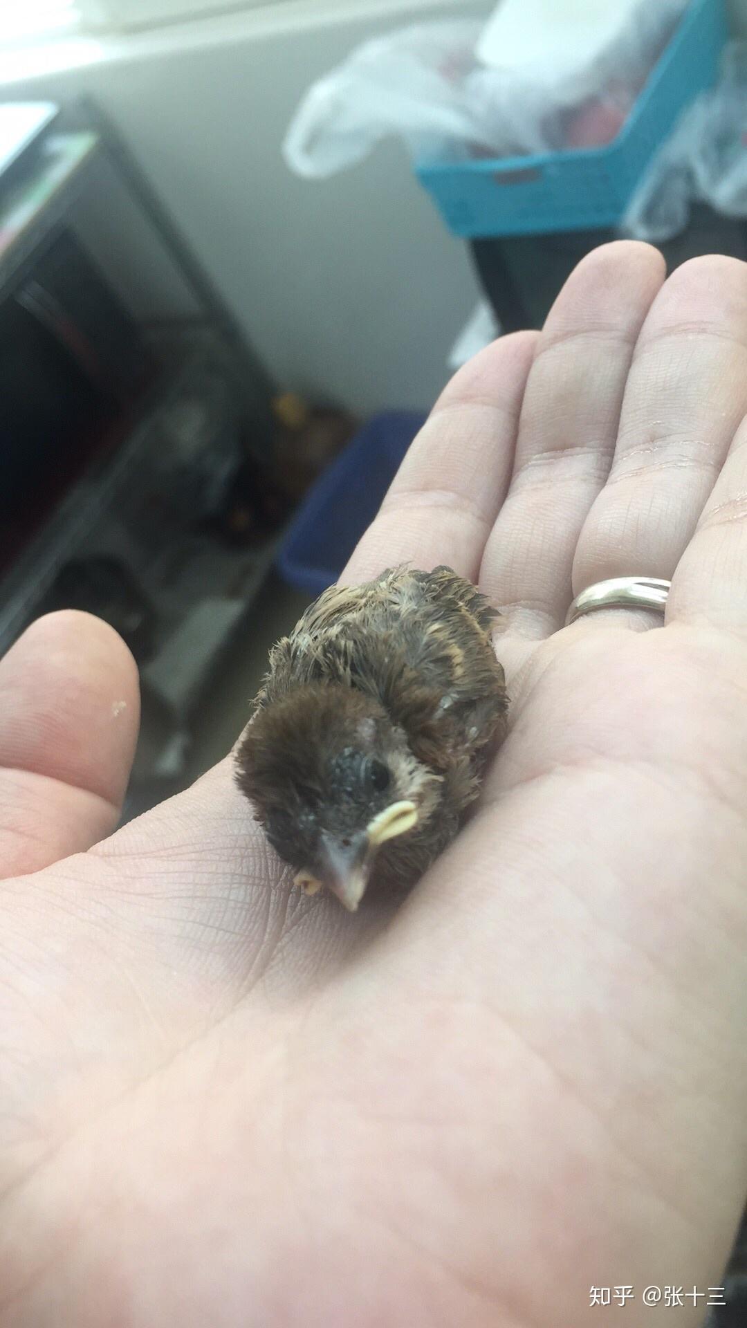 捡到一只刚孵化的小麻雀我可以养活吗怎么养急感谢