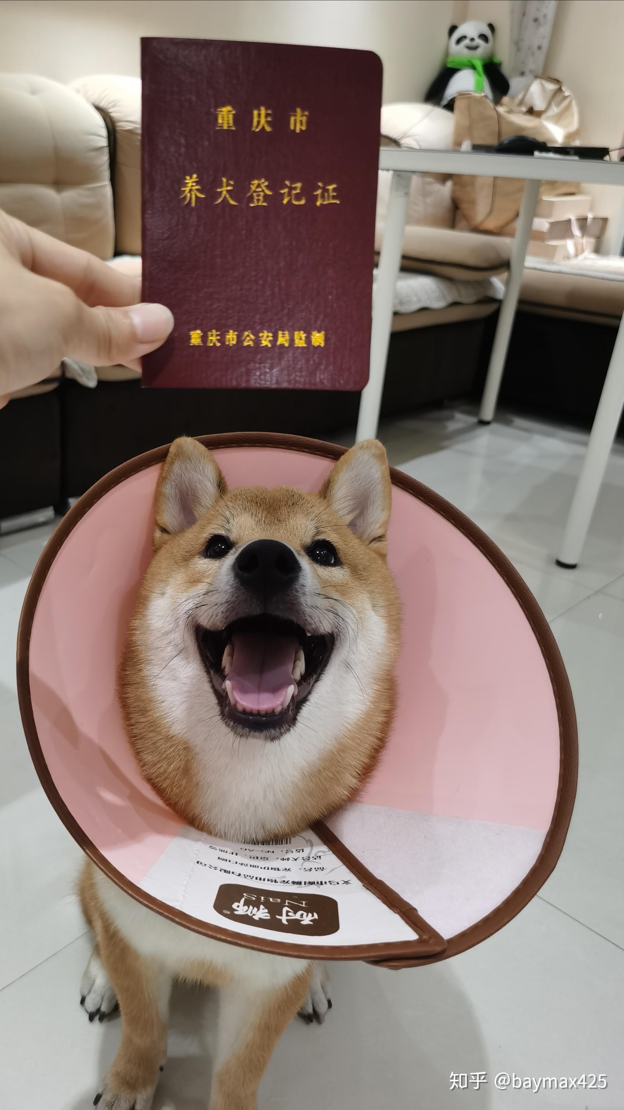 重庆办狗证需要多少钱? - 知乎