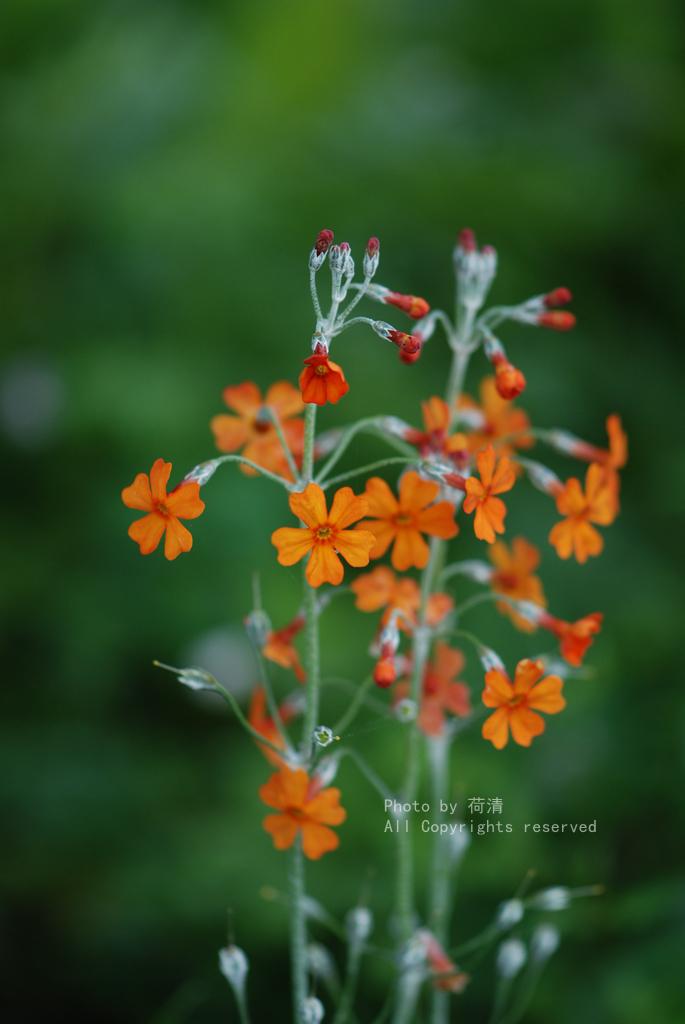 离天很近的那些植物鹅黄灯台报春