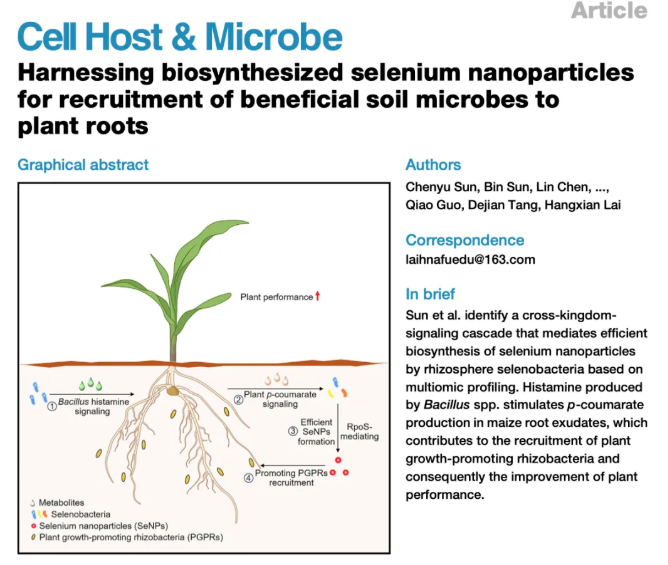 Cell Host&Microbe丨植物促生长新机制:微生物合成纳米颗粒助力植物吸引调控根系菌群 - 知乎