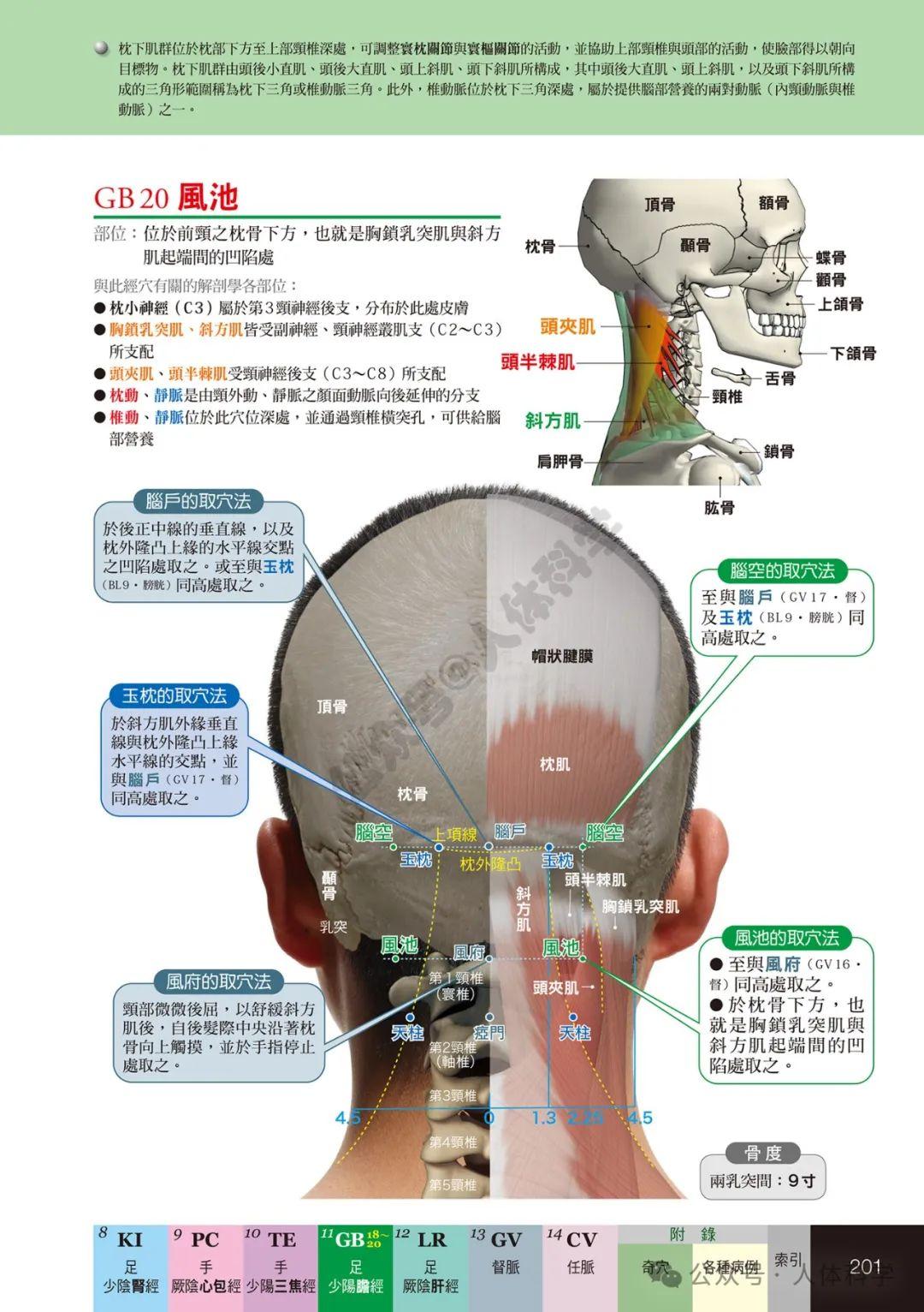【经穴科学】中医解剖学全身穴位高清图示④ - 知乎