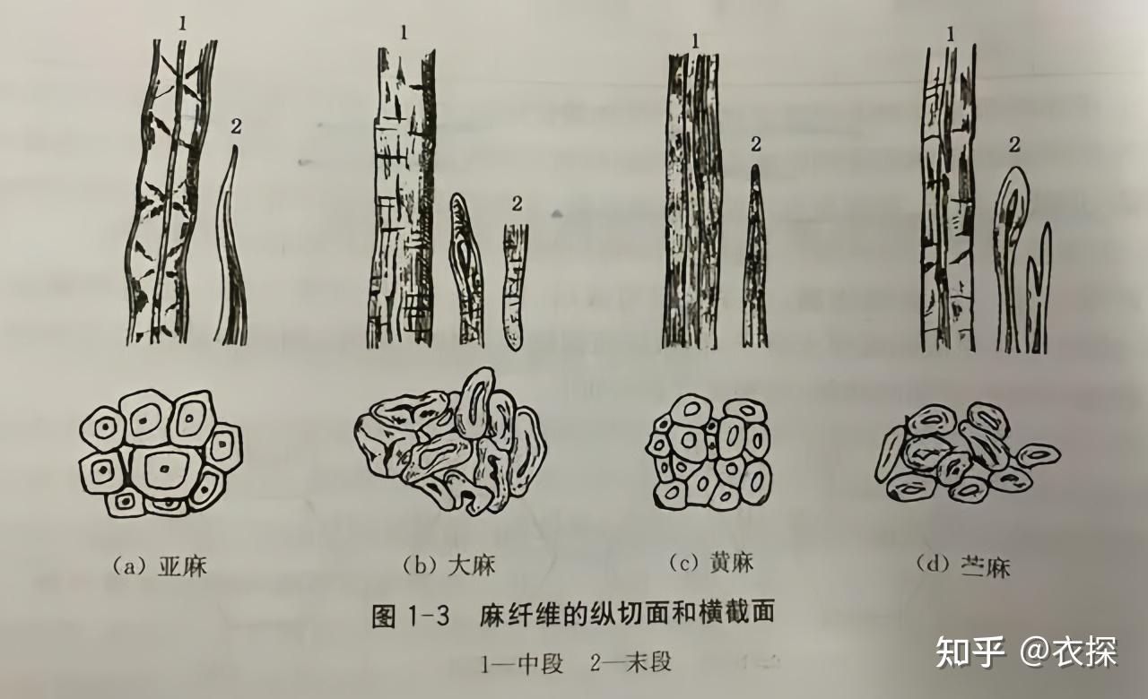 从「纤维结构」论汉麻、苎麻、亚麻,究竟谁更好? - 知乎