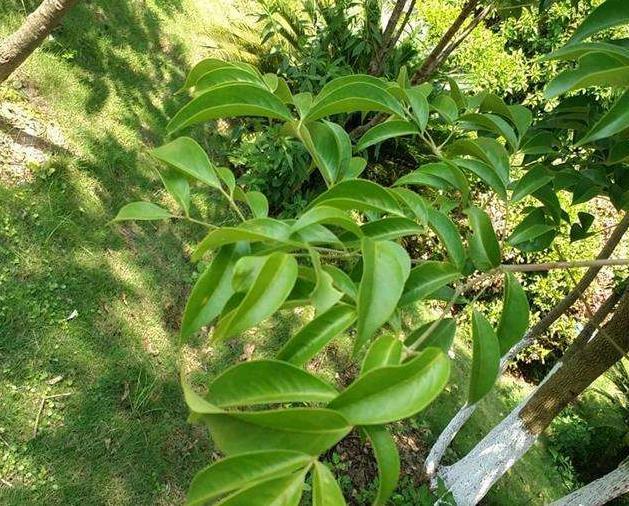 人们常说的“富贵树”——幌伞枫 - 知乎