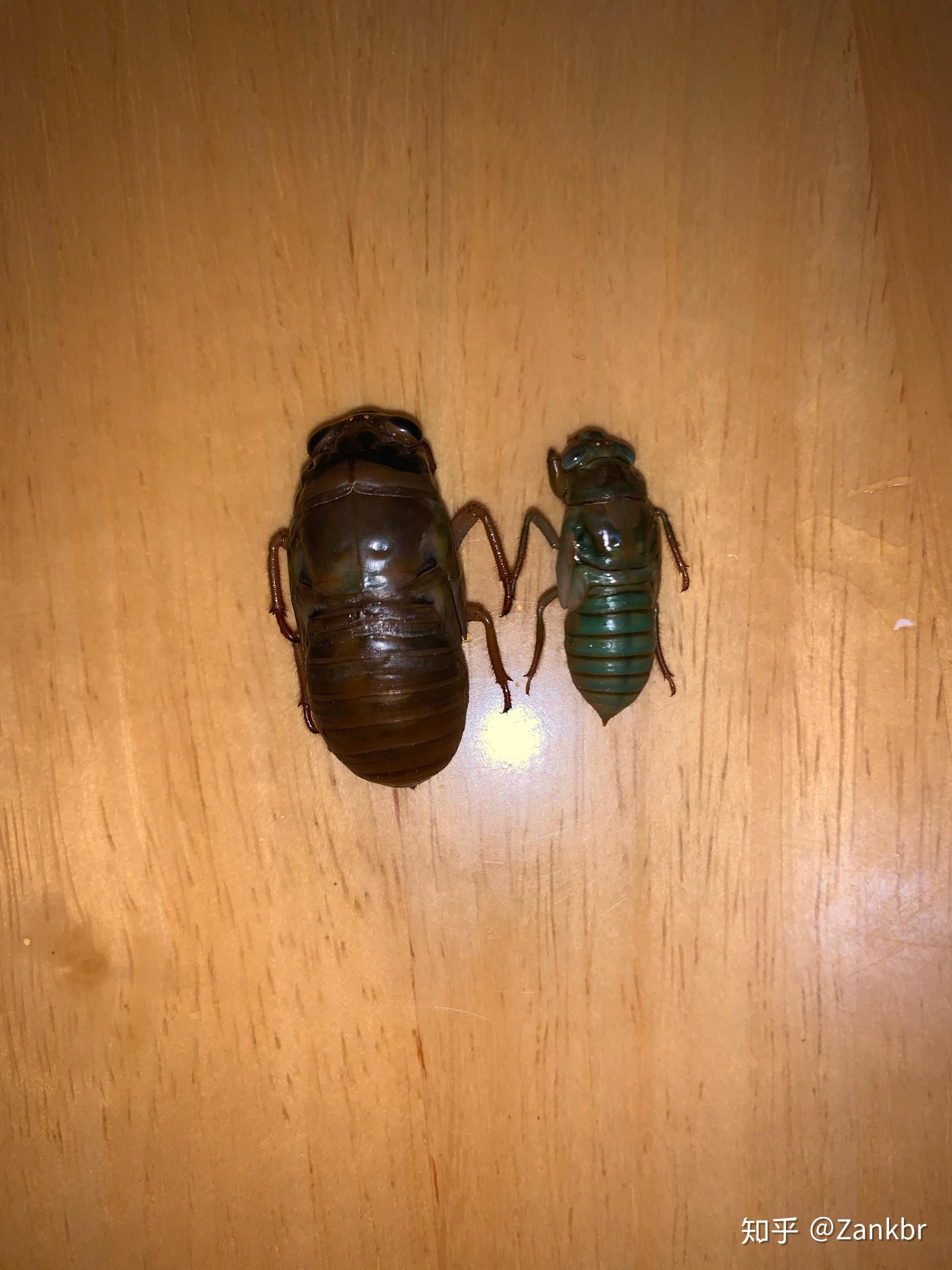 小知了猴是什么品种? - 知乎