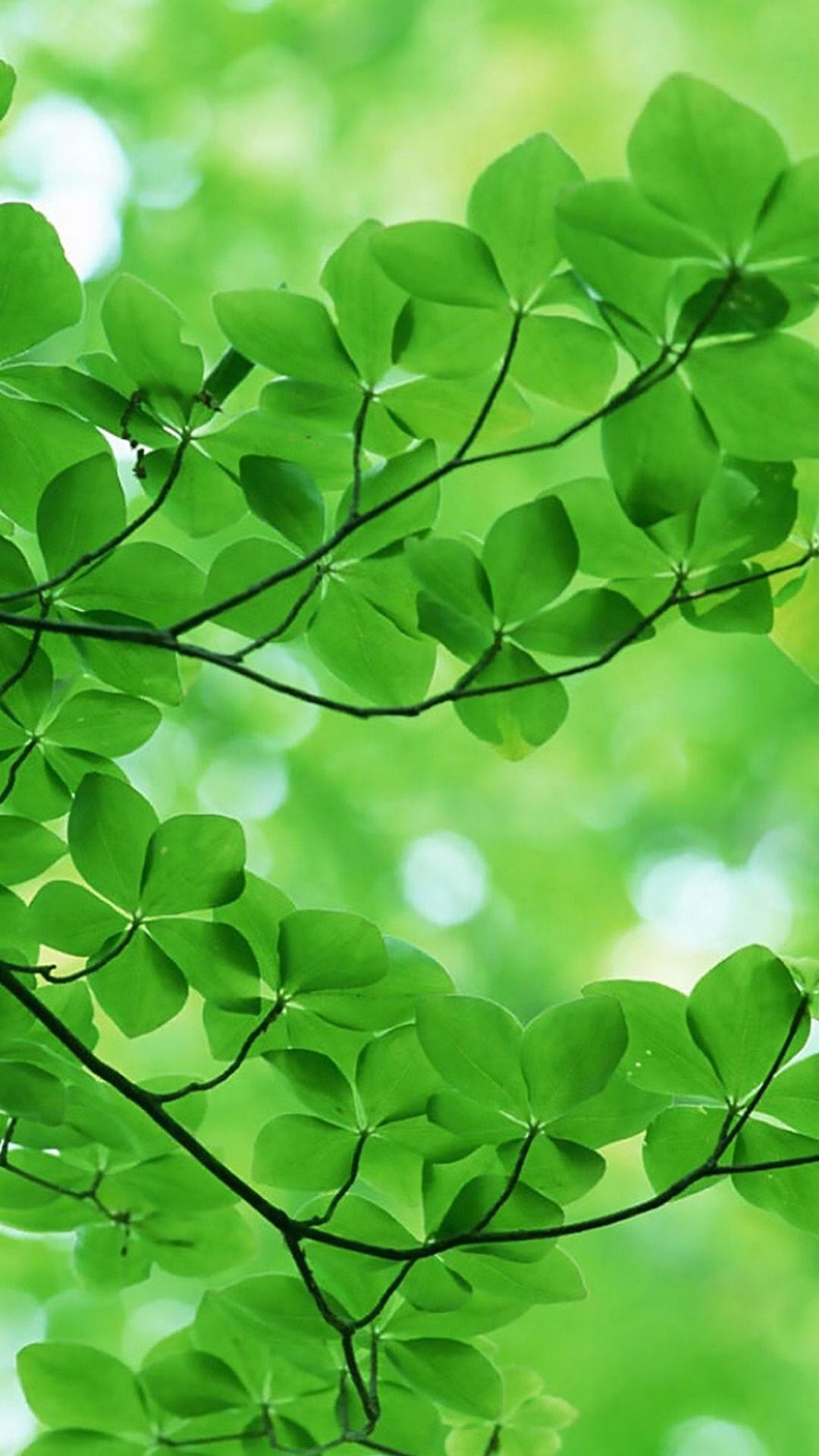 有哪些极富美感的绿色系壁纸