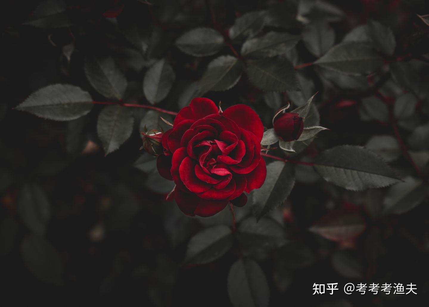 金句|关于玫瑰花的36句名言警句：超惊艳- 知乎