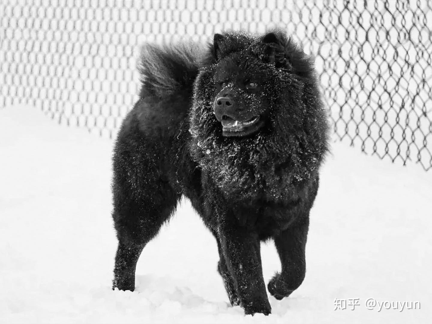 中国原生松狮犬综述 - 知乎