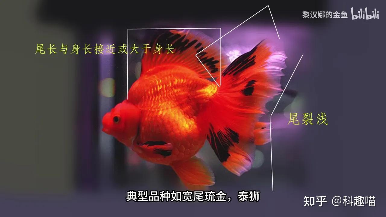 不要再被无良商家骗了!史上最详细金鱼尾形区分,手把手教你辨别凤尾、蝶尾、裙尾等. - 知乎