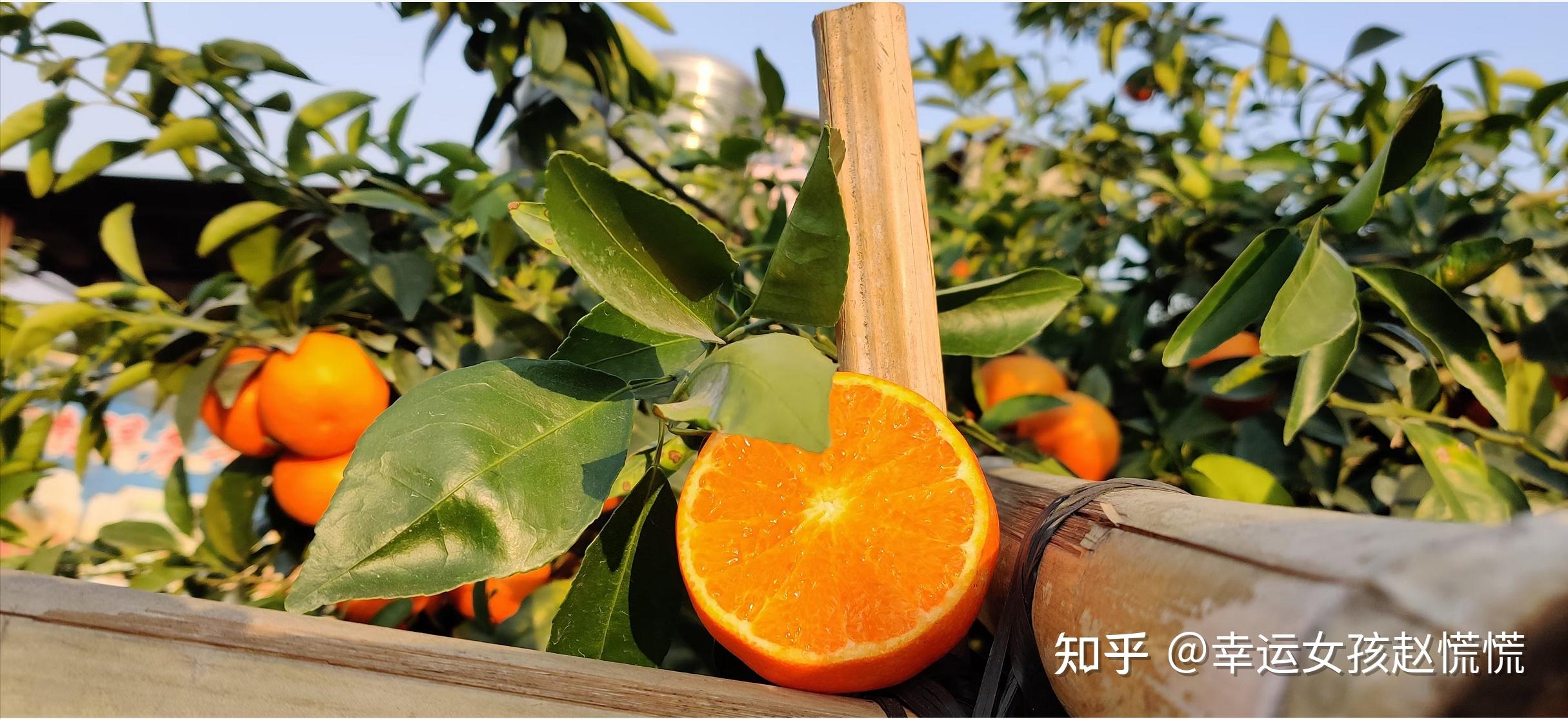 脐橙和沃柑长什么样(脐橙和沃柑哪个营养价值高)