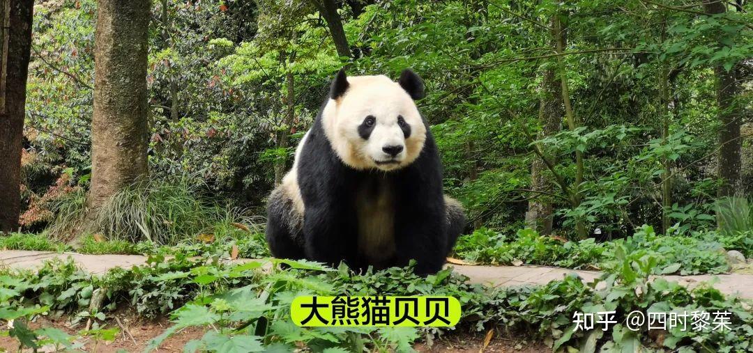 雅安碧峰峡大熊猫基地限定 シャンシャン ブロマイドセット　30枚セット 雅安碧峰峡大熊猫基地限定 シャンシャン ブロマイドセット 30枚セット