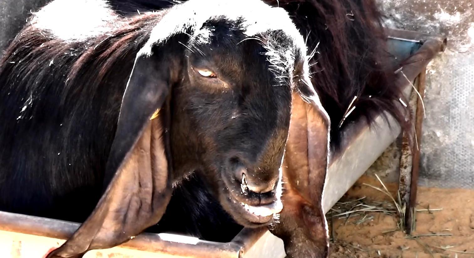 为什么在西方文化中,恶魔经常以山羊的形象出现? - 知乎