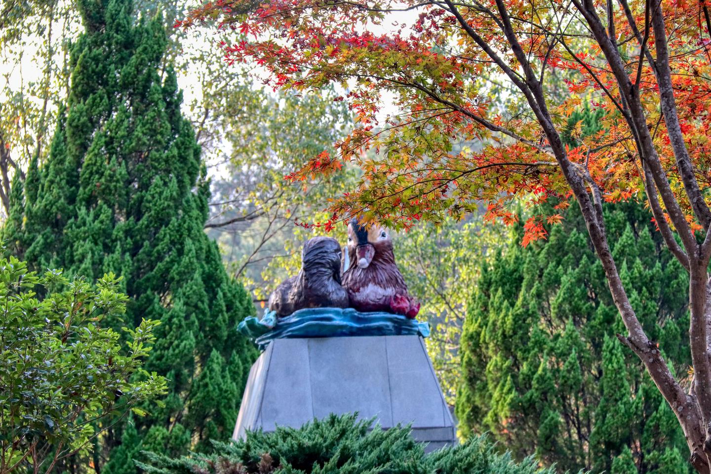红叶纷飞落满地鸳鸯相对浴红衣 知乎