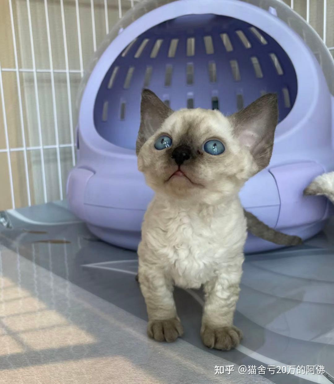 德文卷毛猫到底好不好养?为什么那么多人喜欢德文猫? - 知乎