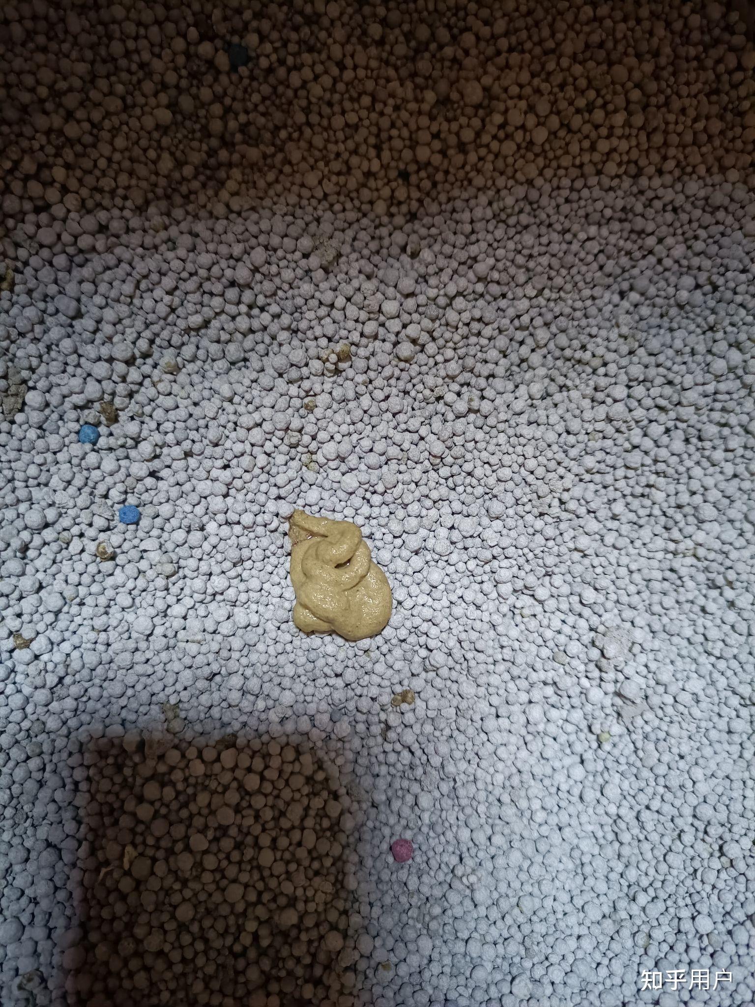 一个多月的小猫屎是什么样子啊