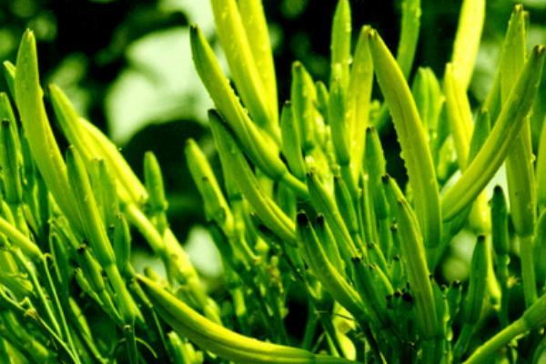 如何科学的种植黄花菜? - 知乎