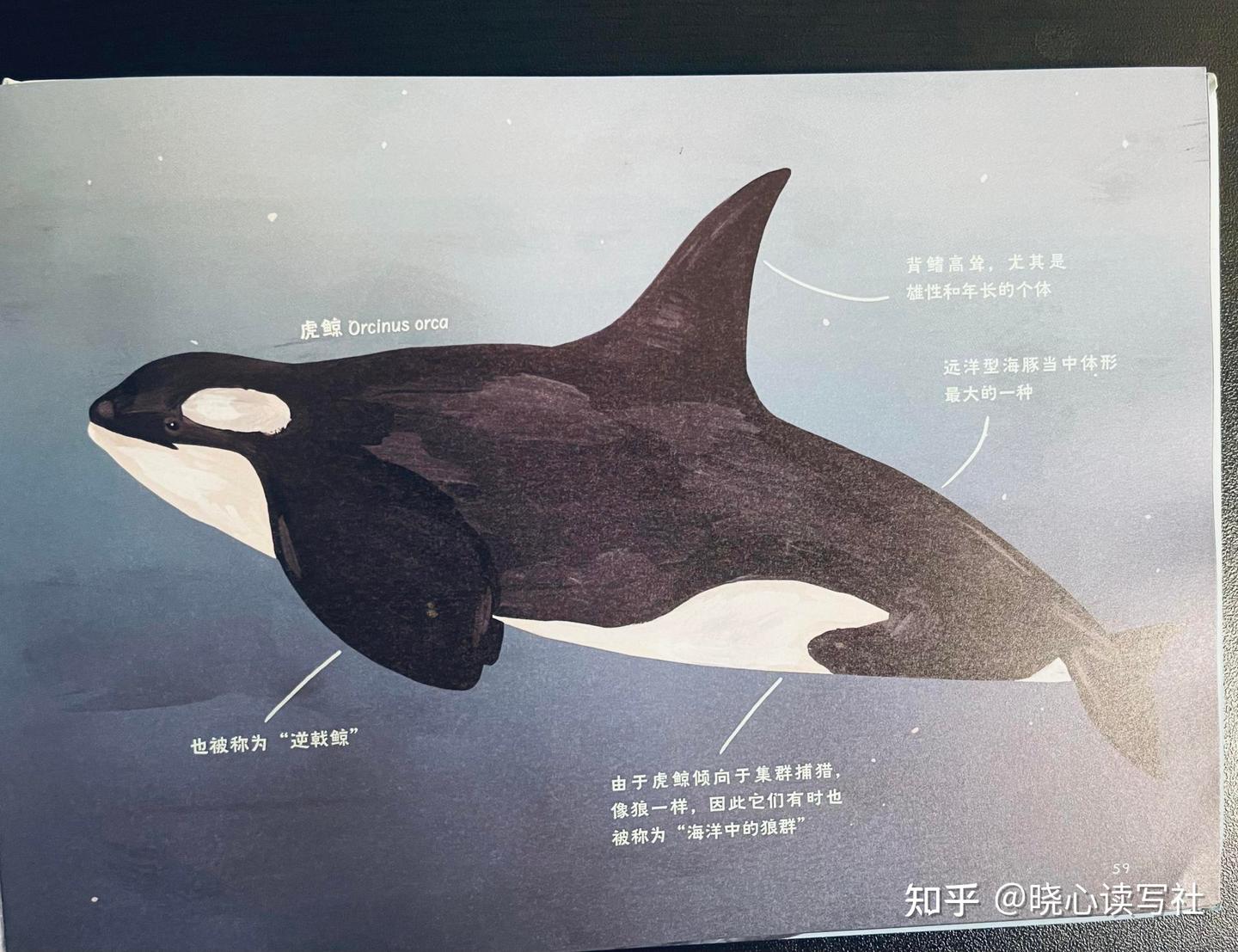 鲸鉴》：手绘图鉴带你走入鲸的世界- 知乎