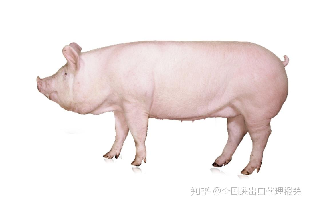 进口动物科普——主要进口种猪品种 - 知乎