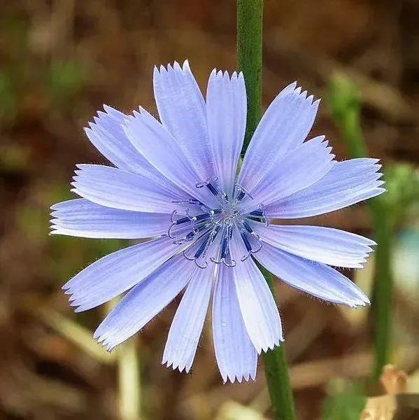 植物界全系列 菊科 舌状花亚科 一 菊苣 知乎