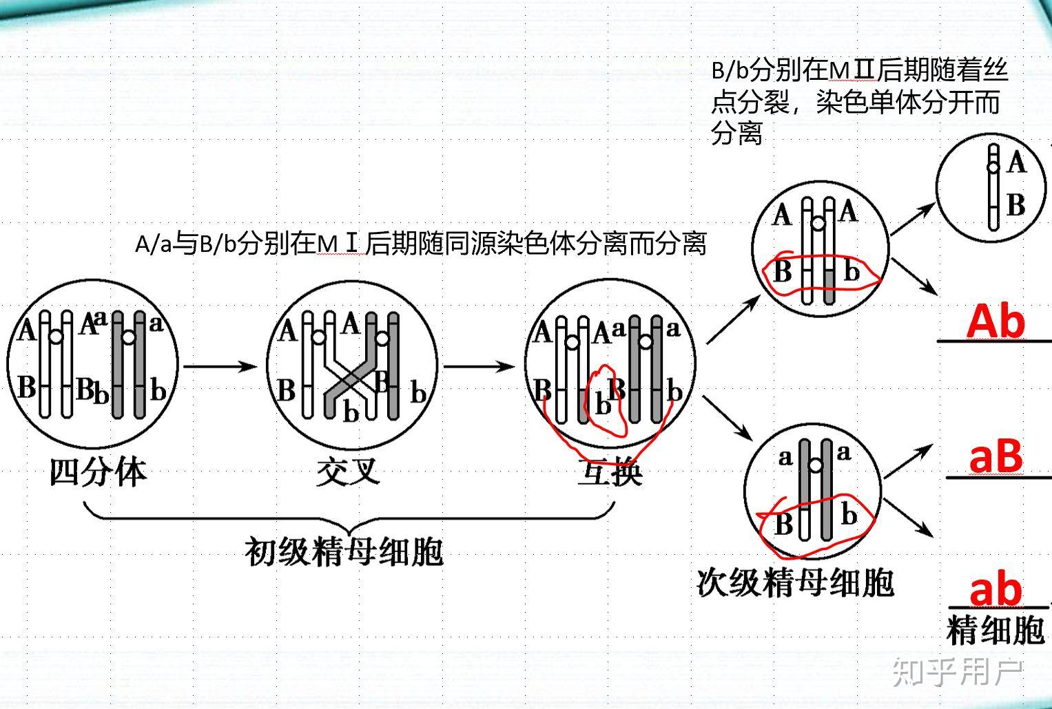 為什麼如果考慮交叉互換等位基因的分離就能發生在第二次減數分裂後期