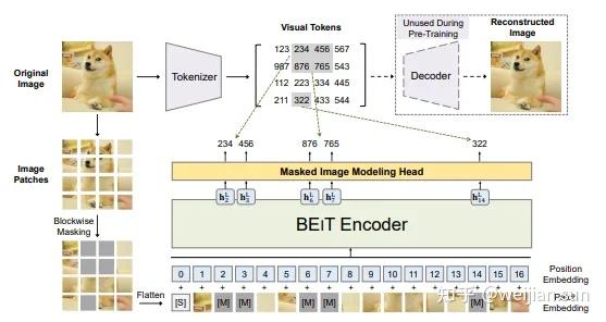Vision 2d Rope VLM Vision Encoder Pre-training 之 Masked Image Modeling (MIM) - 知乎